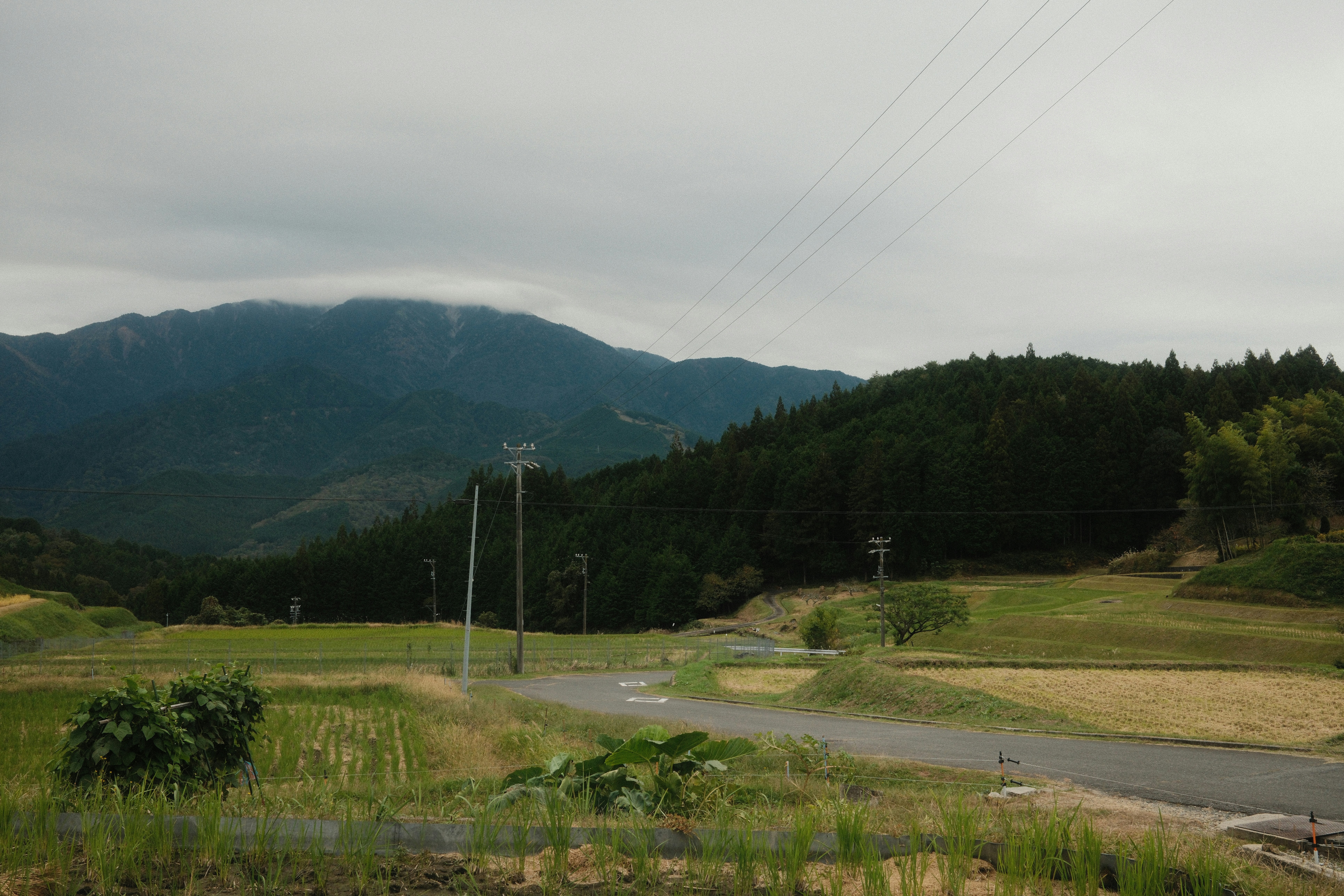 奥入瀬渓流：東北の隠れた渓谷美