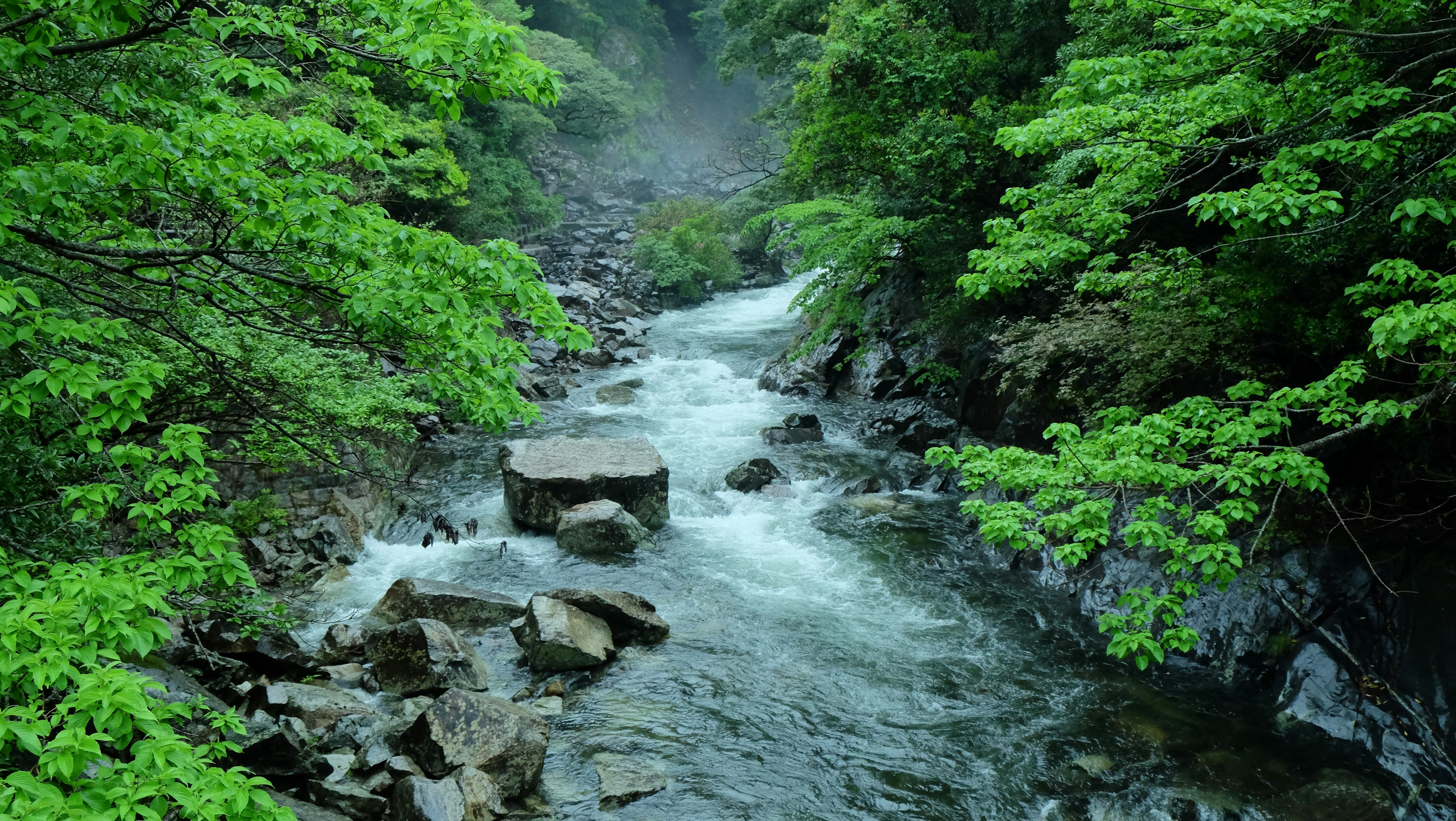 白谷雲水峡:屋久島の神秘の森を歩く