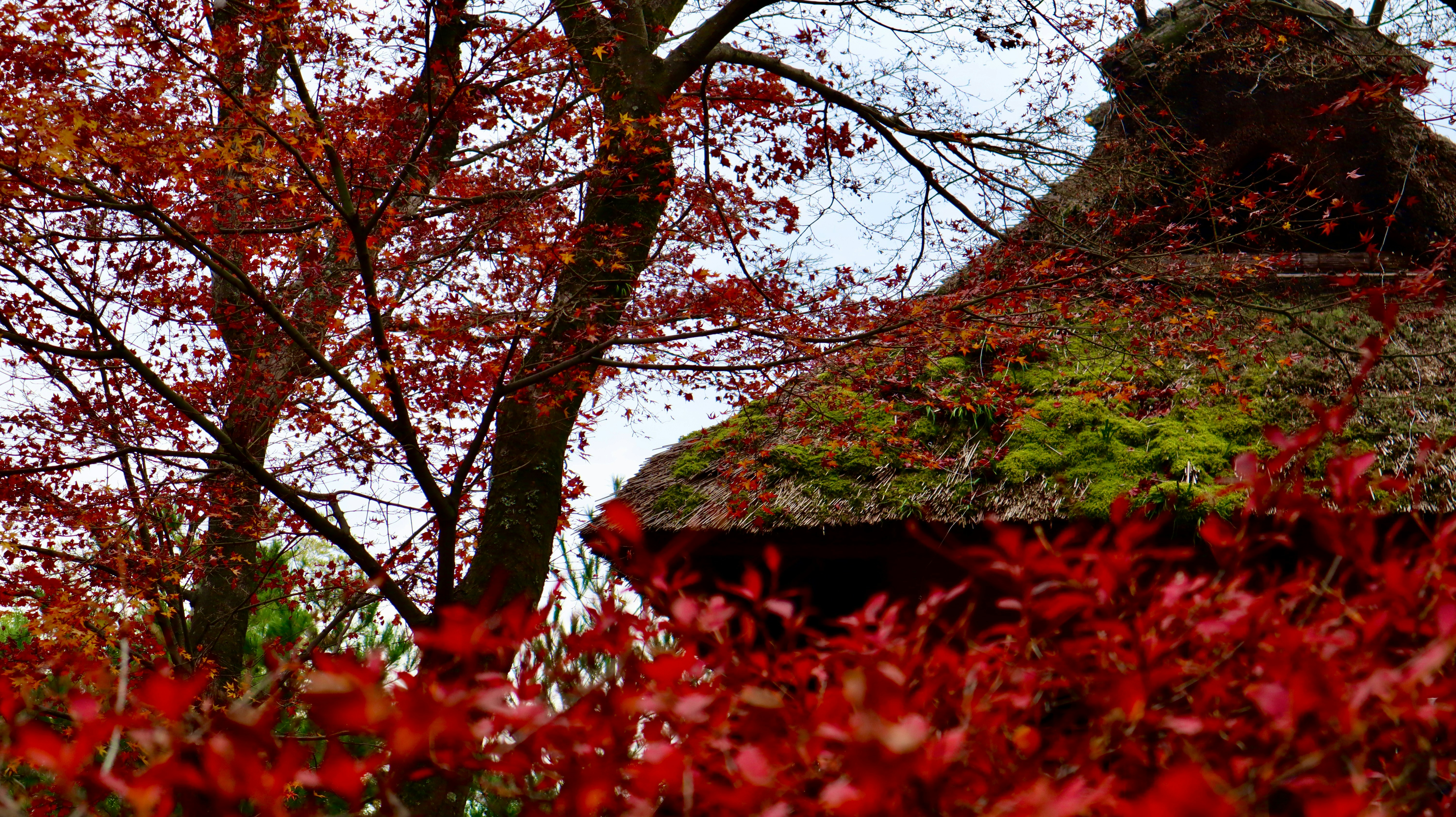 吉野山の桜と歴史:3万本の知られざる絶景